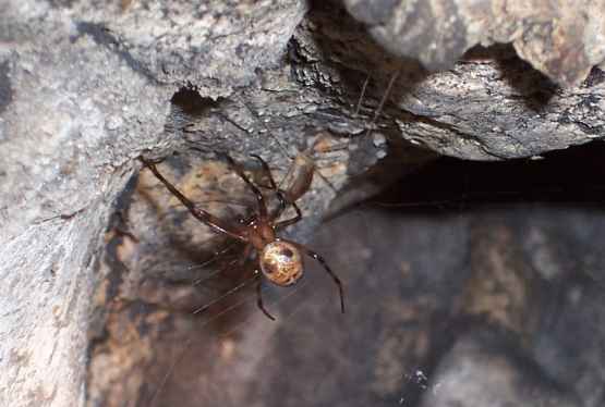 British Cave Spider