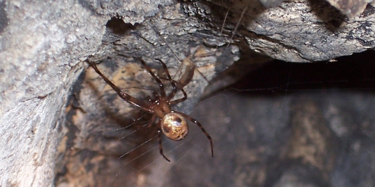 British Cave Spider