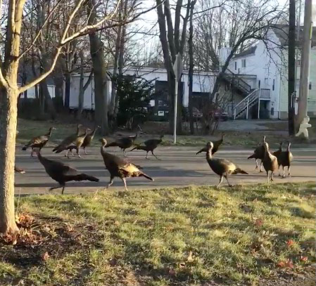 Bird Ritual