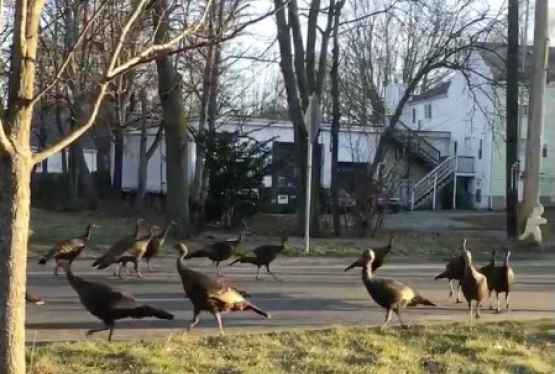 Bird Ritual