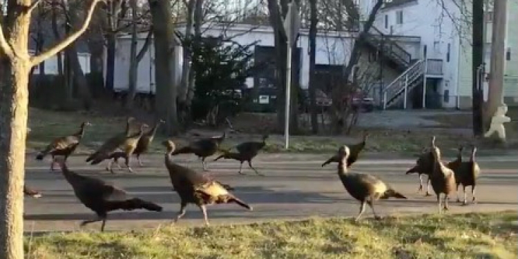 Bird Ritual