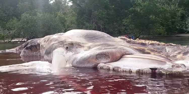 Giant Dead Sea Monster