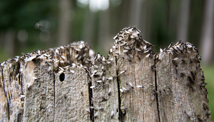 Queen Ants Flying