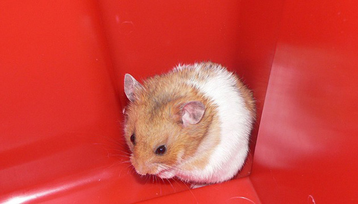 Boring Hamster