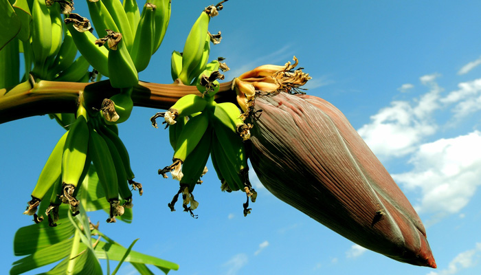 Banana Plant