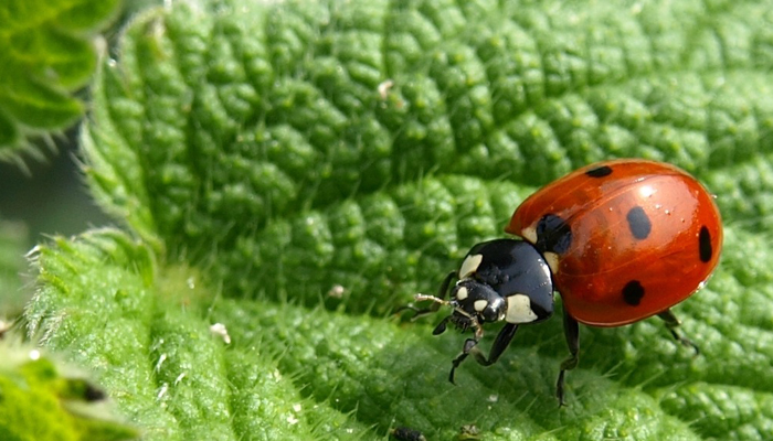 Lady Bird