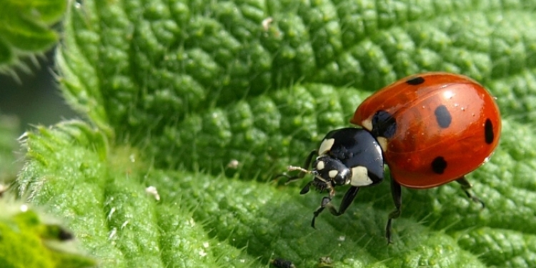 Lady Bird