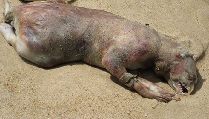 Montauk Monster