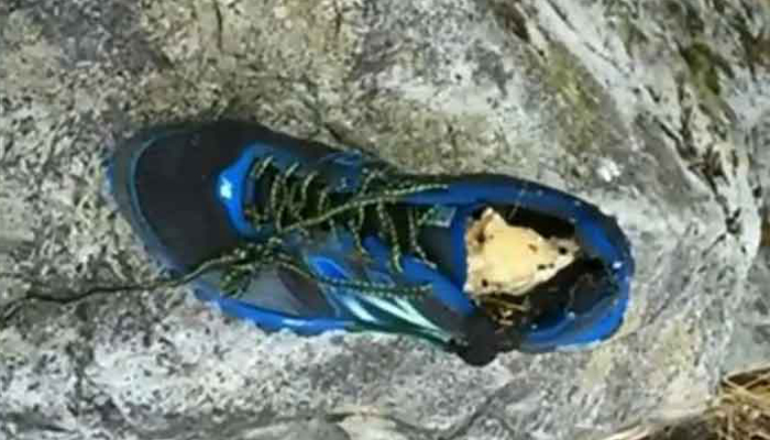 Severed Foot On Beach