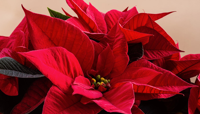 Poinsettia