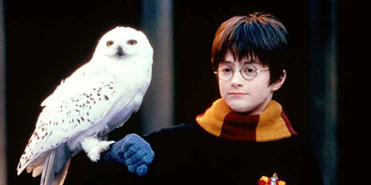 Harry Potter Hedwig