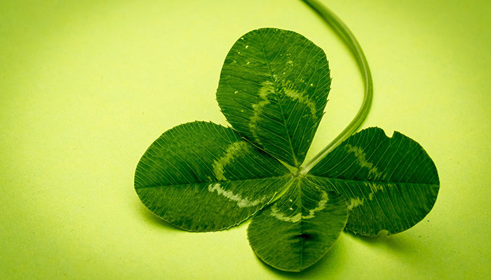 Four Leaf Clover