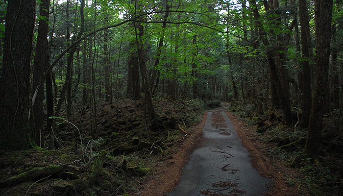 Suicide Forest in Aokigahara Jukai, Japan