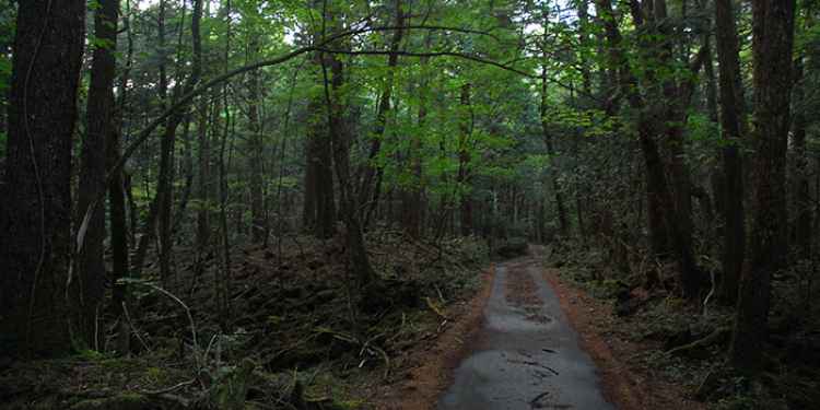 Suicide Forest in Aokigahara Jukai, Japan