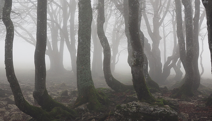 Hoia Baciu Forest - Romania