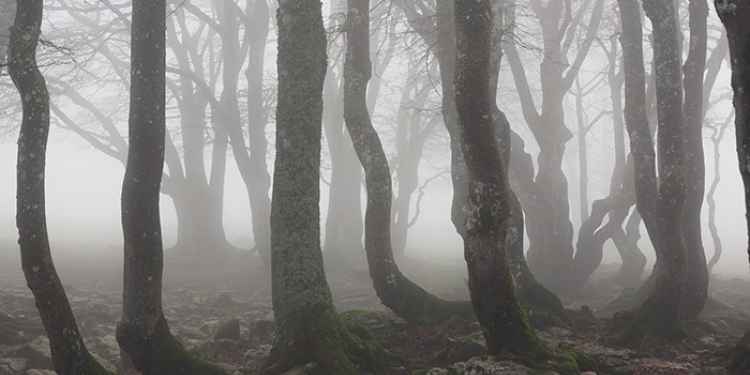 Hoia Baciu Forest - Romania