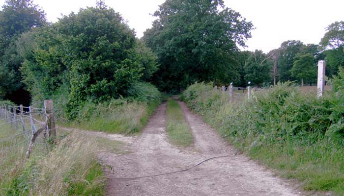 Clapham Woods