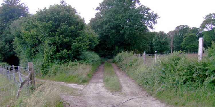 Clapham Woods