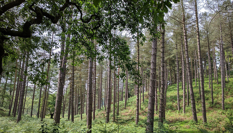 Cannock Chase