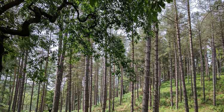 Cannock Chase