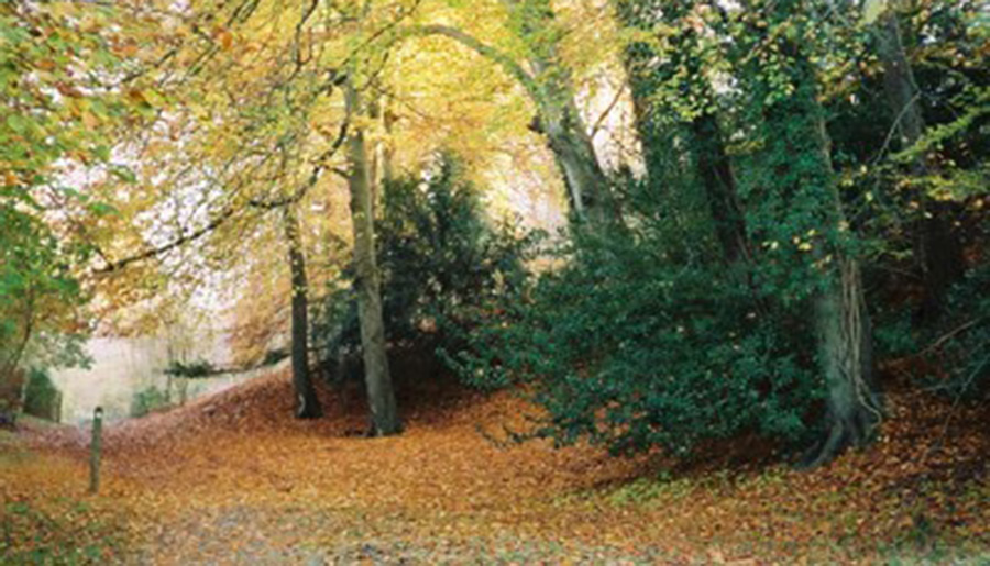 Bisham Woods, Berkshire