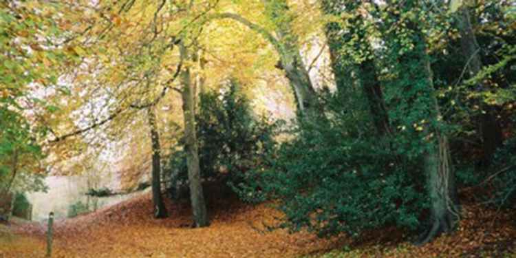 Bisham Woods, Berkshire