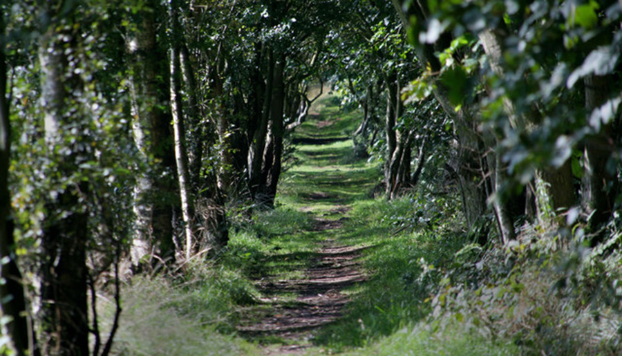 Miltonrigg Woods, Cumbria