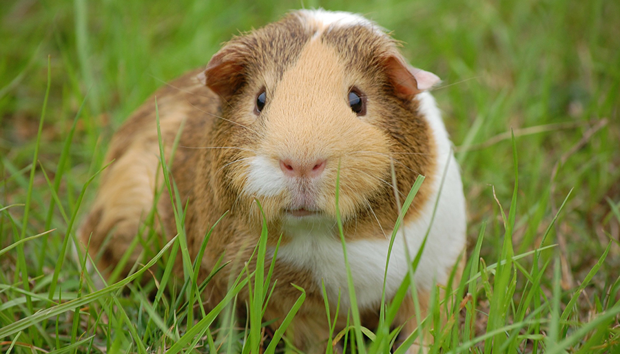 Guinea Pigs