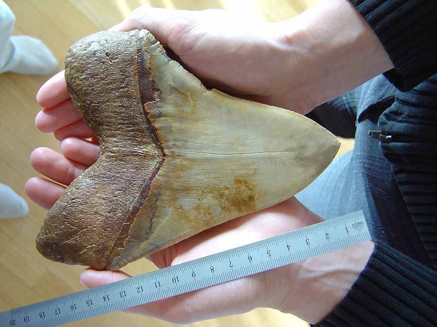 Fossilised Megalodons Tooth