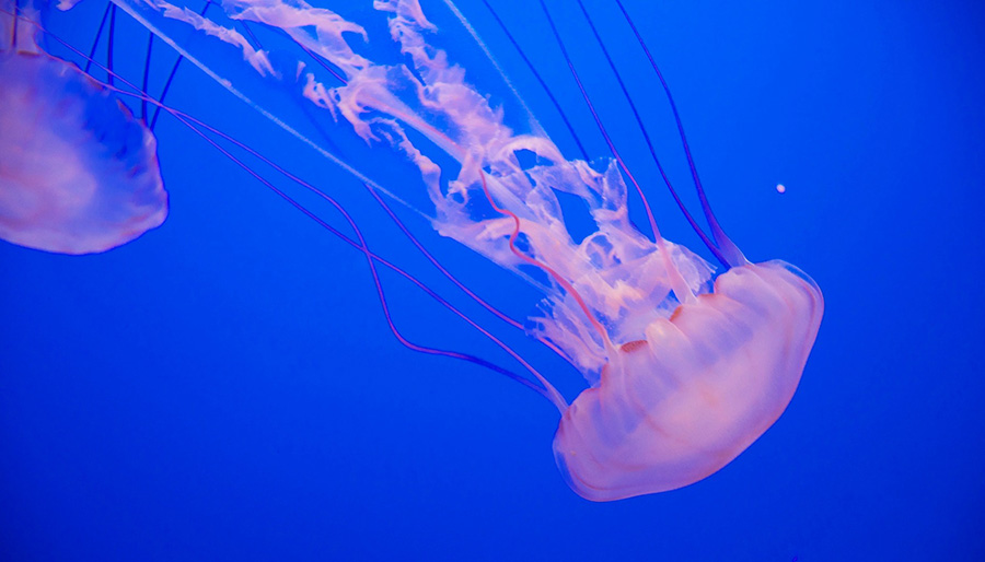 Lion's Mane Jellyfish