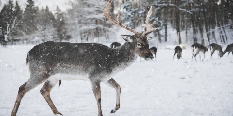 Santa's Reindeer