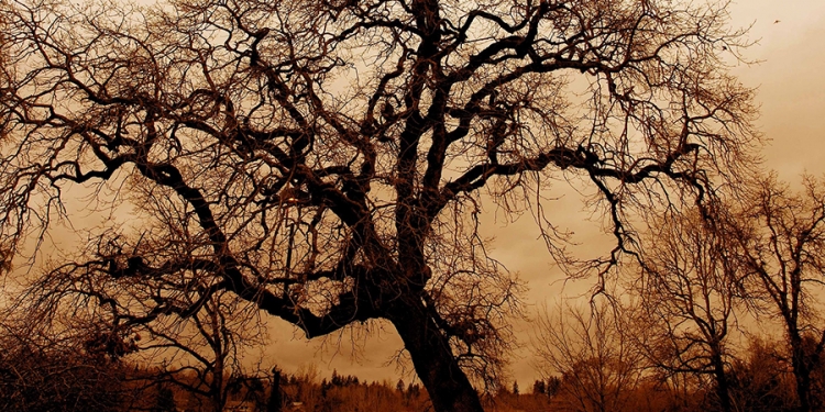 Gnarled Oak Tree