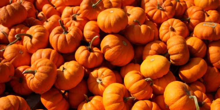 Pumpkins