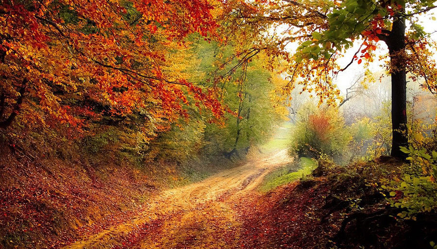 Pembrey Woods, Carmarthenshire