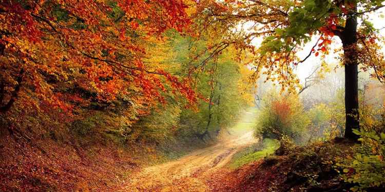 Pembrey Woods, Carmarthenshire