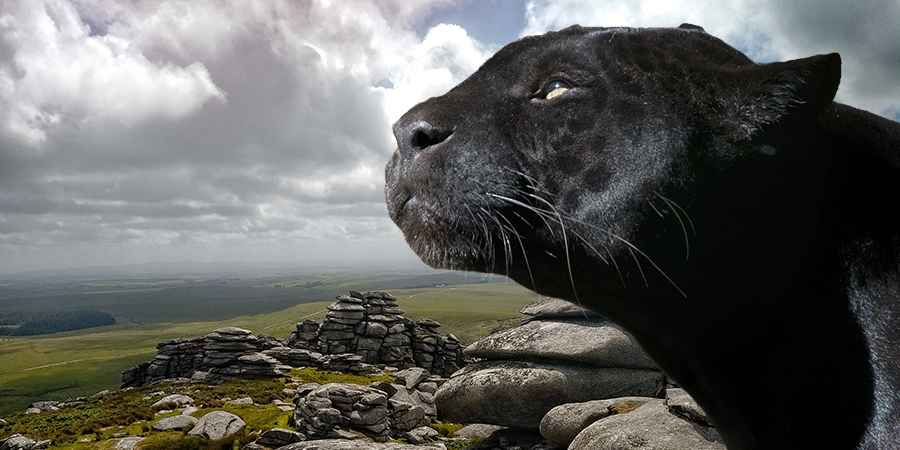 Big Cats Of Britain