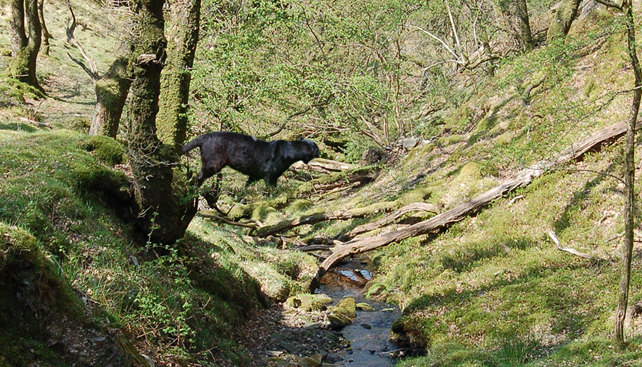 The Beast Of Exmoor