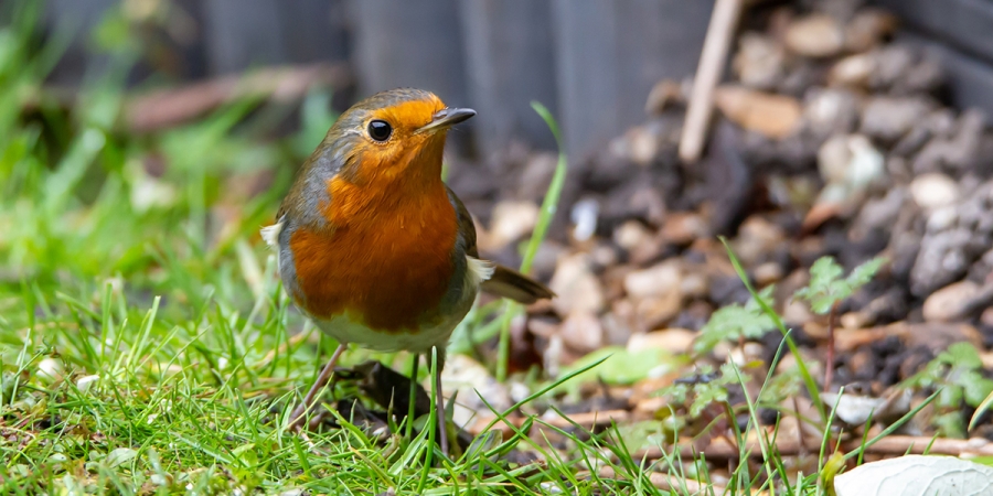 Robin Bird