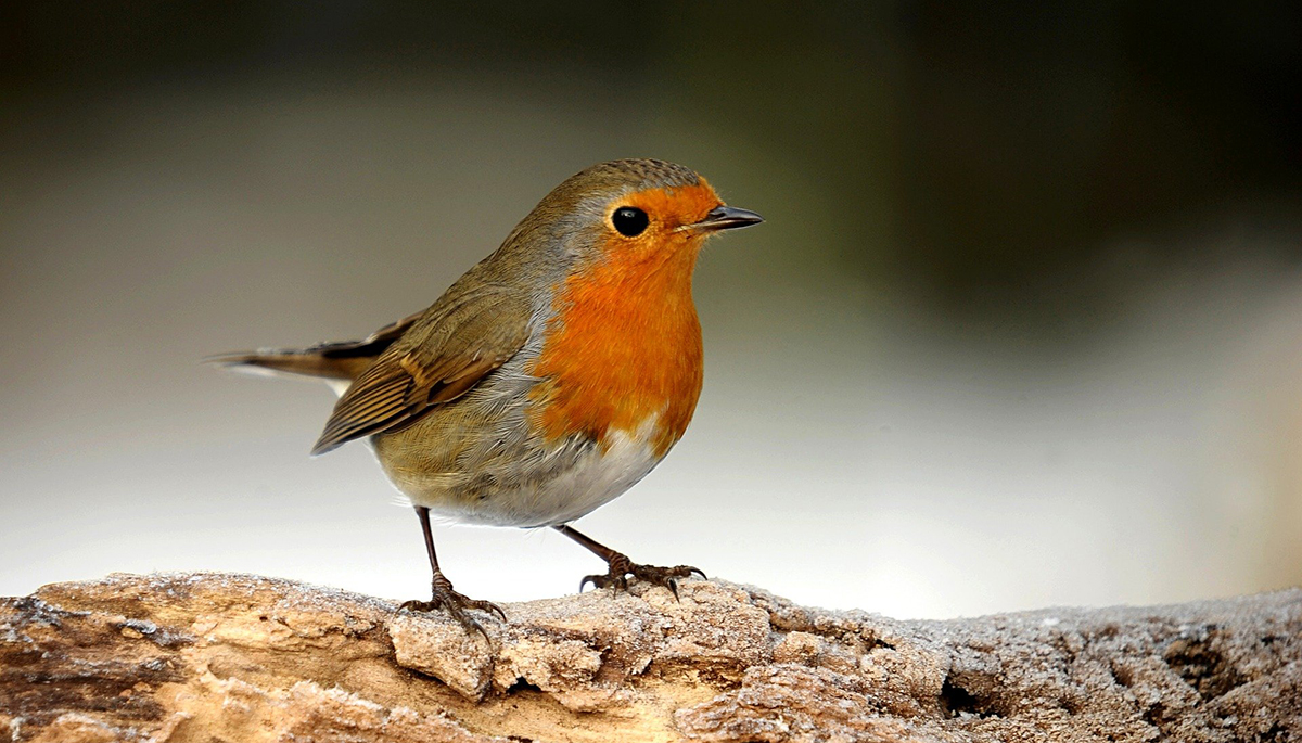 Robin Bird