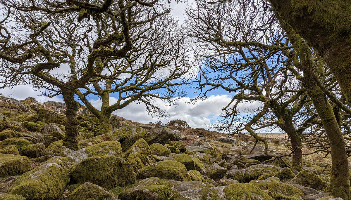 Wistman's Wood, Devon