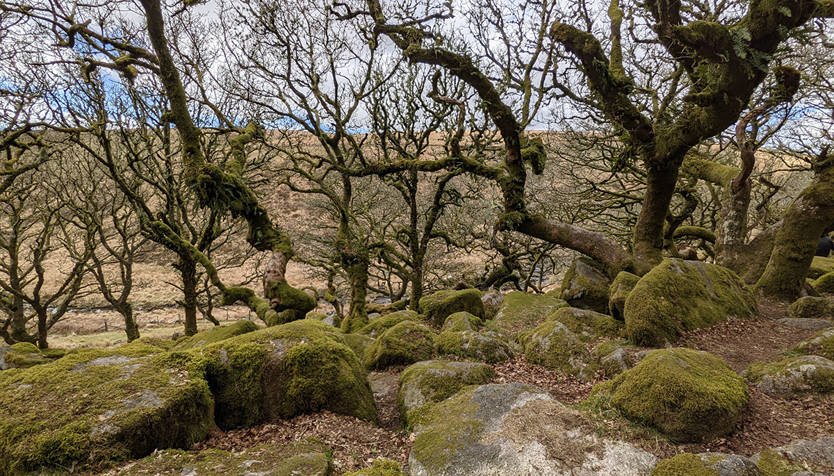 Wistman's Wood, Devon