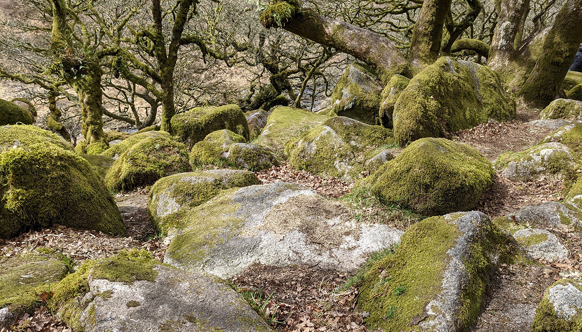 Wistman's Wood, Devon