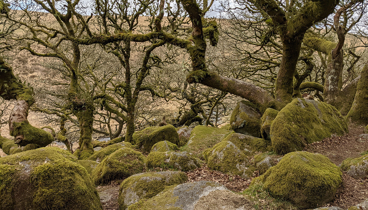 Wistman's Wood, Devon