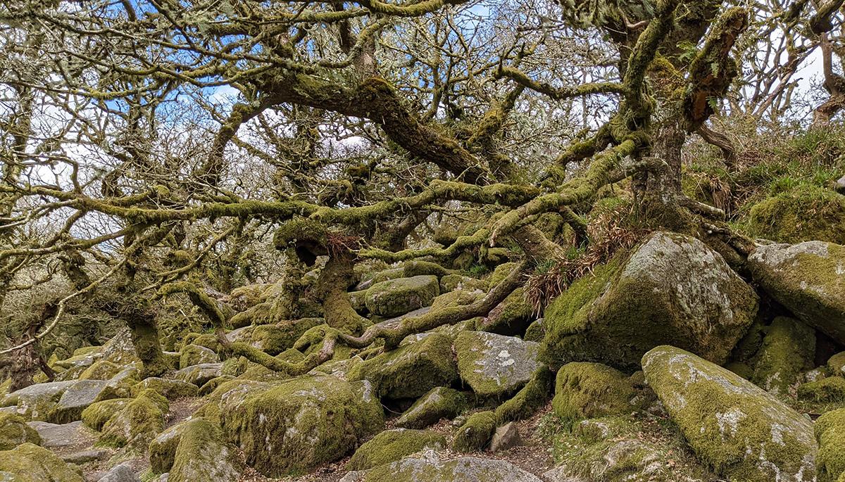 Wistman's Wood, Devon