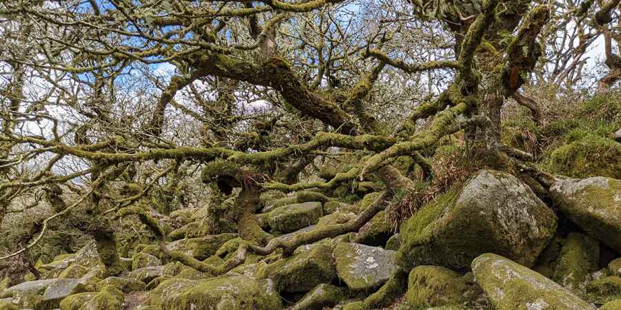 Wistman's Wood, Devon