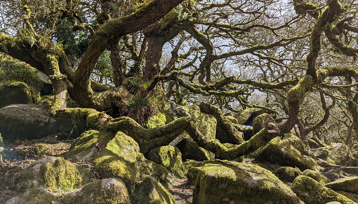 Wistman's Wood, Devon