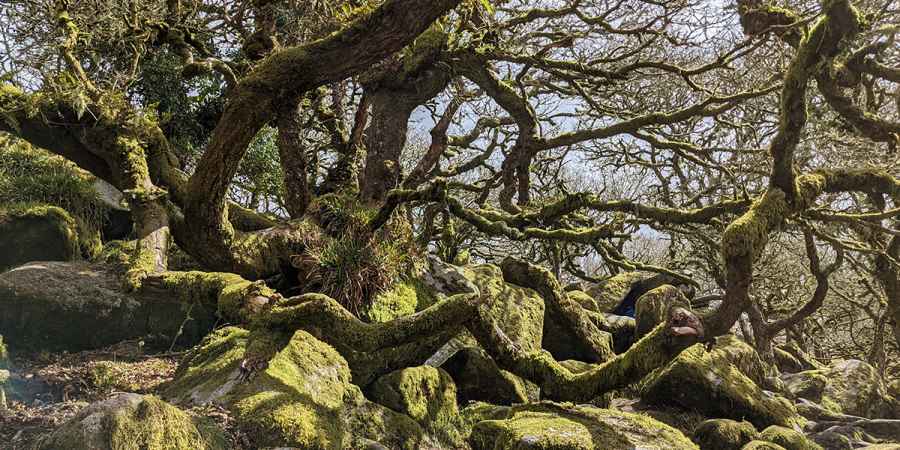 Wistman's Wood, Devon