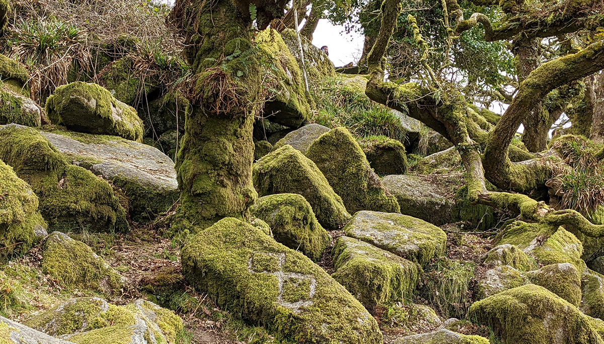 Wistman's Wood, Devon