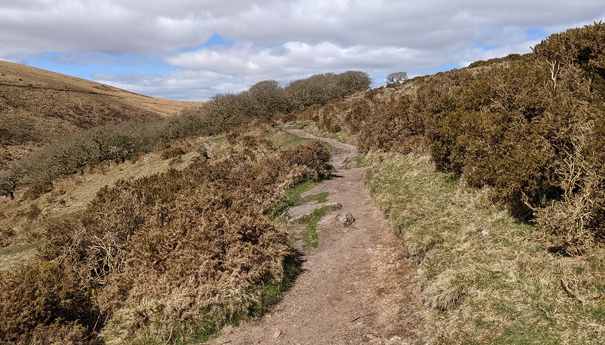 Wistman's Wood, Devon