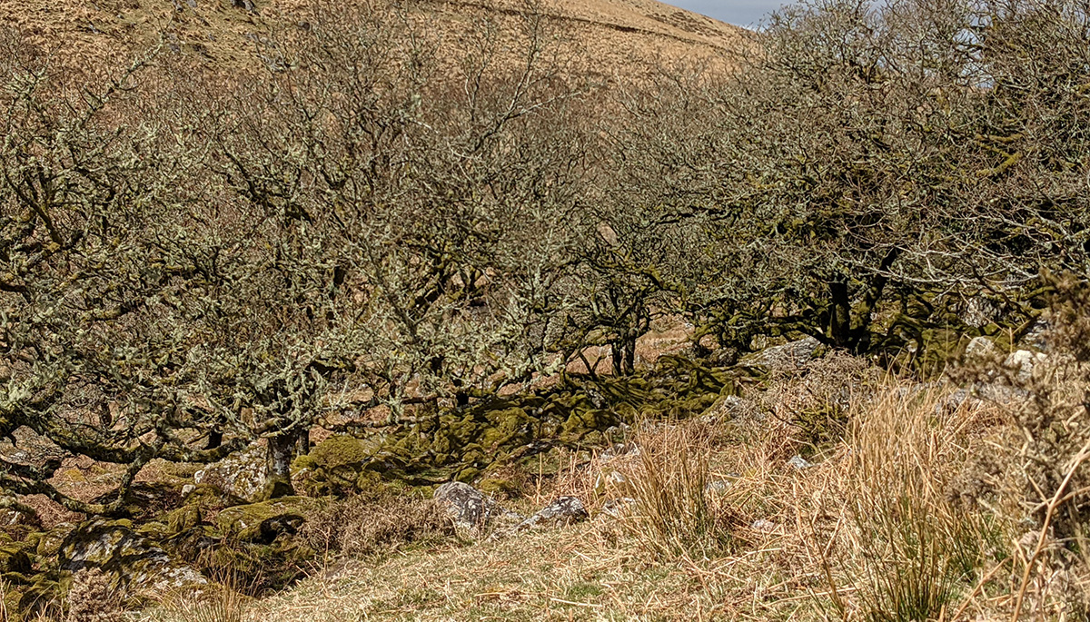 Wistman's Wood, Devon